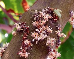 Как вырастить какао дерево в любой природной зоне